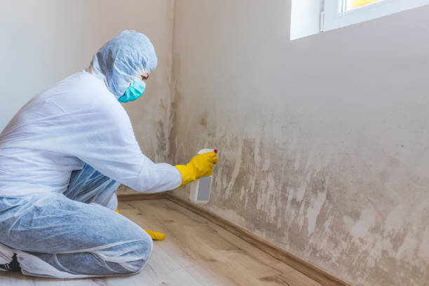 Licensed Mold Testing service in Brunswick, GA - WQB Mold Removal